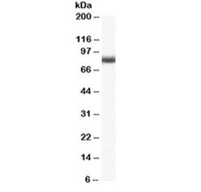 Western blot testing of mouse brain lysate with NUMB antibody at 0.03ug/ml. Predicted/observed molecular weight ~70/80 kDa.