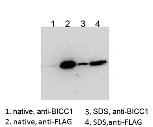 Western blot testing of HEK293 lysate overexpressing human BICC1-FLAG probed with an unrelated BCC1 antibody after immunoprecipitating with either cat # R35086 BICC1 antibody or FLAG antibody in the presence or absence of  SDS.