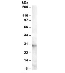 Western blot testing of human heart lysate with APOA1BP antibody at 0.5ug/ml. Predicted molecular weight: ~32kDa.