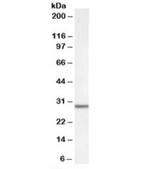 Western blot testing of rat liver lysate with Dpm1 antibody at 0.05ug/ml. Predicted molecular weight: ~29kDa.