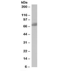 Western blot testing of human brain lysate with SH3BP1 antibody at 1ug/ml. Predicted molecular weight: ~76kDa.