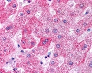 IHC testing of FFPE human liver with APOM antibody at 5ug/ml. HIER: steamed with pH6 citrate buffer, AP-staining.