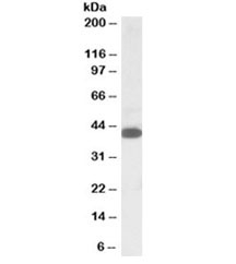 Western blot testing of K562 lysate with A4GNT antibody at 1ug/ml. Predicted molecular weight: ~40kDa.