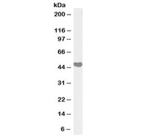 Western blot testing of human placenta lysate with biotinylated AIBZIP antibody at 1ug/ml. Predicted molecular weight: ~45kDa.