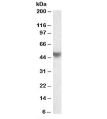 Western blot testing of human placenta lysate with APOH antibody at 0.2ug/ml. Predicted molecular weight: ~38/50kDa (unmodified/glycosylated).