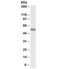 Western blot testing of K562 lysate with ALDH3B1 antibody at 0.3ug/ml. Predicted molecular weight: ~52kDa.