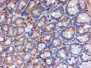 IHC testing of FFPE mouse colon with Apoa4 antibody at 2ug/ml. HIER: steamed with pH6 citrate buffer, HRP-staining.