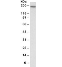 Western blot testing of HEK293 lysate with EEA1 antibody at 0.3ug/ml. Predicted molecular weight ~162kDa.