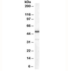 Western blot testing of human kidney lysate with Chromogranin A antibody at 0.1ug/ml. Predicted molecular weight ~50 kDa.