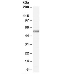 Western blot testing of human heart lysate with Histamine receptor H1 antibody at 0.5ug/ml. Predicted molecular weight: ~56kDa.