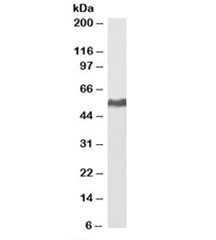 Western blot testing of HeLa lysate with biotinylated KPNA2 antibody at 0.2ug/ml. Predicted molecular weight: ~58kDa. An NAP blocker was used in place of non-fat milk as blocking solution and diluent. (1)