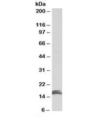 Western blot testing of KELLY lysate with CUTA antibody at 1ug/ml. Predicted molecular weight: ~17kDa.