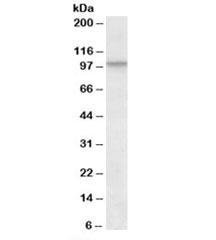 Western blot testing of NIH3T3 lysate with CUL2 antibody at 1ug/ml. Predicted molecular weight: ~87 kDa, observed here at ~100 kDa.