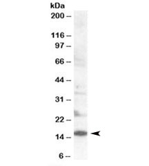 Western blot testing of human lymph node lysate with SH2D1 antibody at 0.2ug/ml. Predicted molecular weight: ~14kDa.
