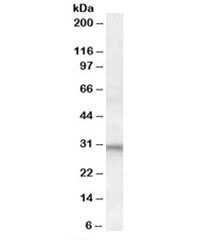 Western blot testing of human heart lysate with FHL2 antibody at 1ug/ml. Predicted molecular weight: ~32kDa.