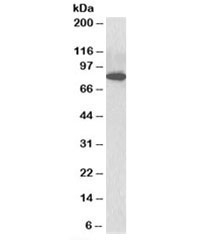 Western blot testing of C57/B6 mouse CTL lysate with ODF2 antibody at 3ug/ml. Predicted molecular weight: ~95kDa, routinely observed at ~84kDa.