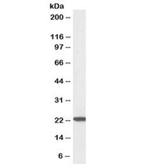 Western blot testing of human U937 lysate with biotinylated TMS1 antibody at 3ug/ml. Predicted molecular weight ~22kDa.