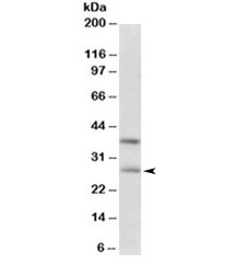 Western blot testing of human hippocampus lysate with FGF23 antibody at 0.3ug/ml. Predicted molecular weight 28~32kDa.