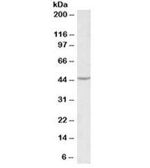 Western blot testing of HEK293 lysate with VEGFA antibody at 0.1ug/ml. Expected molecular weight 19~22 kDa (monomer) and 38~44 kDa (dimer). Banding may appear larger than predicted due to glycosylation.