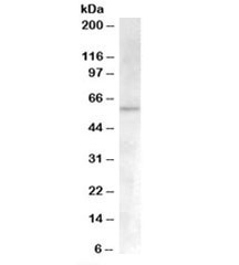 Western blot testing of human umbilical cord lysate with ACVR1 antibody at 0.3ug/ml. Predicted molecular weight: ~57kDa.