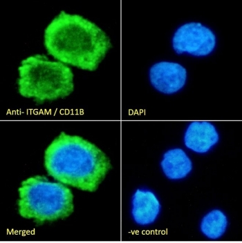 Immunofluorescent staining of fixed and permeabilized human ThP1 cells with CD11b antibody (green) at 10ug/ml and DAPI nuclear stain (blue).