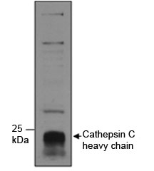 Western blot testing of human neutrophils lysate with Cathepsin C antibody at 1ug/ml. The ~55 kDa proenzyme form is processed into ~25 kDa and 8 kDa chains.
