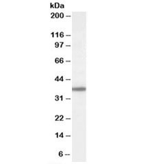 Western blot testing of human liver lysate with BPNT1 antibody at 1ug/ml. Predicted molecular weight: ~34kDa.