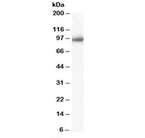 Western blot testing of Daudi cell lysate with Importin beta antibody at 0.03ug/ml. Predicted molecular weight: ~97 kDa.