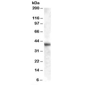 Western blot testing of human liver lysate with GOT1 antibody at 0.01ug/ml. Predicted molecular weight 46 kDa but routinely observed from 40~46 kDa.