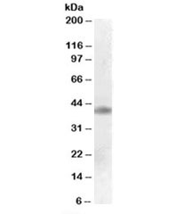 Western blot testing of human cerebral cortex lysate with MEIS1 antibody at 0.1ug/ml. Predicted molecular weight: ~43kDa.