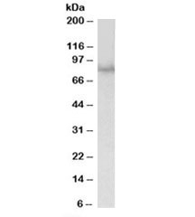 Western blot testing of HEK293 lysate with SIM1 antibody at 1ug/ml. Predicted molecular weight: 85kDa.