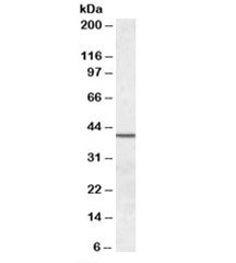 Western blot testing of human testis lysate with SEPT2 antibody. Predicted molecular weight: ~41 kDa.