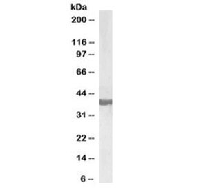 Western blot testing of human frontal cortex lysate with biotinylated SH3GL2 antibody at 0.3ug/ml. Predicted molecular weight: ~40 kDa.