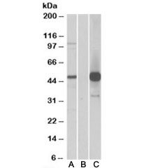 Western blot of HEK293 lysate overexpressing human COPS3-FLAG probed with COPS3 antibody (1ug/ml) in Lane A and with anti-FLAG (1/5000) in lane C. Mock-transfected HEK293 probed with COPS3 antibody (1ug/ml) in Lane B. Predicted molecular weight: ~48kDa.