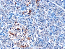 IHC testing of FFPE human pancreas with MDA-5 antibody at 10ug/ml. HIER: Microwave with pH9 Tris/EDTA buffer, HRP-staining.