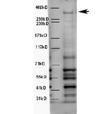 Western blot testing of mouse brain lysate with WDFY3 antibody at 5ug/ml. Predicted molecular weight ~395kDa.