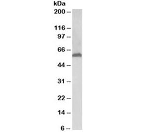 Western blot testing of human liver lysate with 58K Golgi protein antibody at 0.03ug/ml. Predicted molecular weight: ~58 kDa.