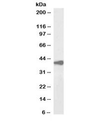 Western blot testing of human liver lysate with biotinylated Alcohol dehydrogenase antibody at 2ug/ml. Predicted molecular weight: ~40kDa.