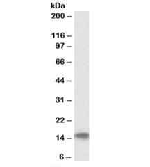 Western blot testing of human testis lysate with Cystatin C antibody at 0.1ug/ml. Predicted molecular weight: ~16kDa.