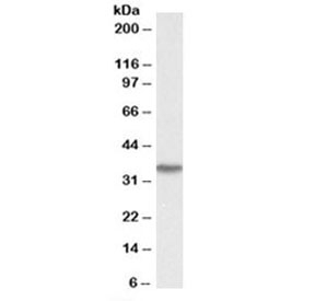 Western blot testing of human kidney lysate with DDAH1 antibody at 0.03ug/ml. Expected molecular weight: 31-38 kDa.