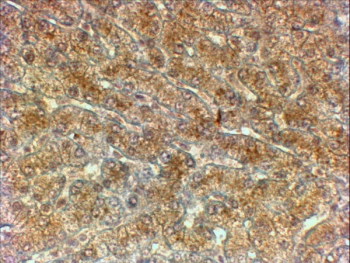 IHC testing of FFPE human liver with ATG4A antibody at 2ug/ml. HIER: steamed with pH6 citrate buffer, HRP-staining.