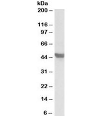 Western blot testing of mouse heart lysate with GLUT4 antibody at 1ug/ml. Predicted molecular weight: 45-55kDa.