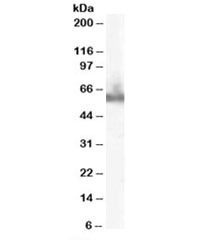 Western blot testing of human PBMC lysate with DOK3 antibody at 0.1ug/ml. Predicted molecular weight: ~53kDa, observed here at ~60kDa.