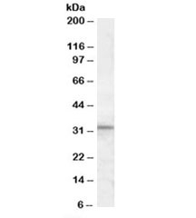 Western blot testing of human testis lysate with HAX1 antibody at 1ug/ml. Predicted molecular weight: ~32kDa.