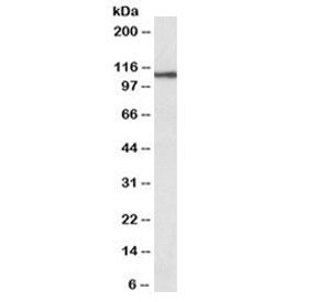 Western blot testing of human thyroid gland lysate with biotinylated Thyroid Peroxidase antibody at 0.3ug/ml. Predicted molecular weight ~103kDa.