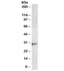 Western blot testing of U937 lysate with CLIC1 antibody at 2ug/ml. Expected molecular weight: 27-30 kDa.