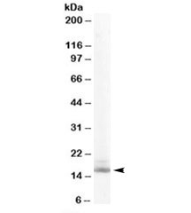 Western blot testing of mouse NIH3T3 lysate with RBP antibody at 0.1ug/ml