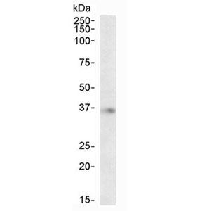 Western blot testing of human brain (hippocampus) lysate with APOE antibody at 2ug/ml. Predicted molecular weight ~36 kDa.