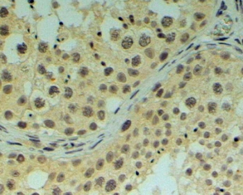 IHC testing of FFPE human testis with REV1 antibody at 4ug/ml. HIER: steamed with pH9 Tris/EDTA buffer, HRP-staining.