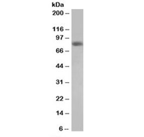 Western blot testing of HeLa lysate with HEC1 antibody at 0.5ug/ml. Predicted/observed molecular weight: ~74/74-80 kDa.
